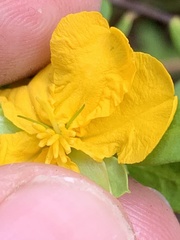Hibbertia nitida