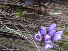 Gentianella foliosa