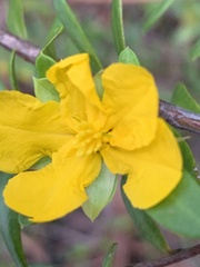 Hibbertia nitida
