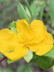 Hibbertia nitida