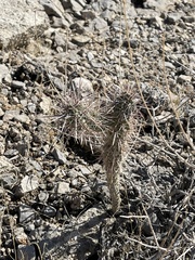 Cylindropuntieae