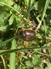 Phytholaema herrmanni