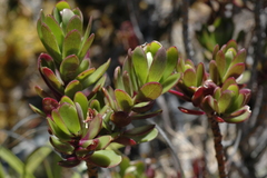 Laurembergia repens