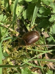 Phytholaema herrmanni