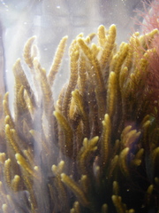 Cladostephus hirsutus