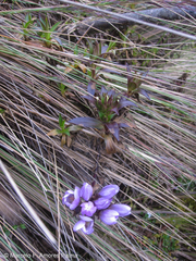 Gentianella foliosa