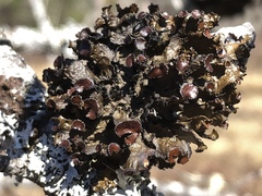 Tuckermanopsis americana