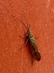 Anabolia