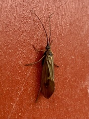 Anabolia