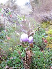 Gentianella foliosa