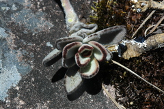 Kalanchoe tomentosa image