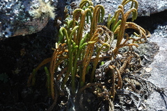 Phlegmariurus gnidioides