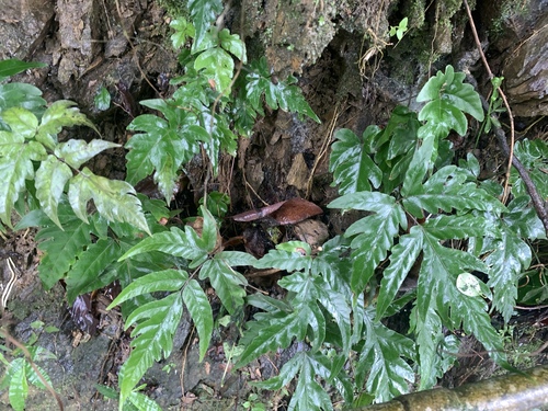Tectaria impressa (Tectaria impressa)