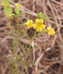 Jamesbrittenia micrantha