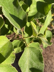 Cordia boissieri
