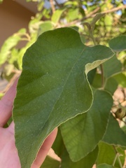 Cordia boissieri