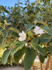 Cordia boissieri