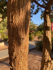 Cordia boissieri