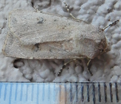 Agrotis vetusta