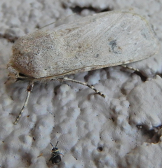 Agrotis vetusta