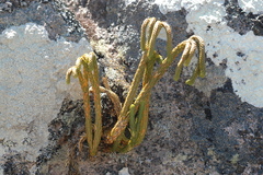 Phlegmariurus gnidioides