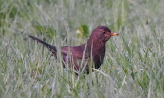 Turdus merula