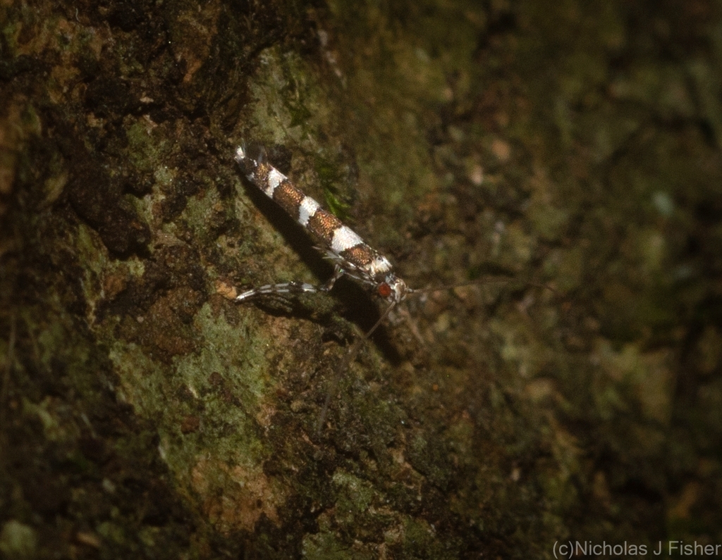 Acrocercops chionosema