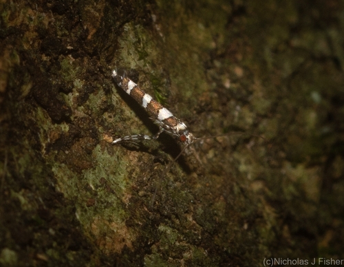 Acrocercops chionosema