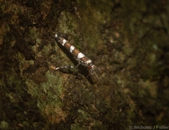 Acrocercops chionosema