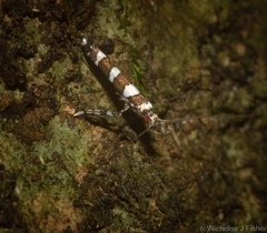 Acrocercops chionosema