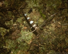 Acrocercops chionosema