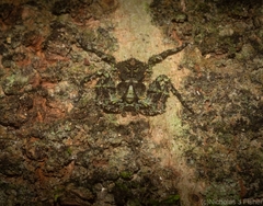 Stephanopis carcinoides