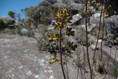 Kalanchoe tomentosa image