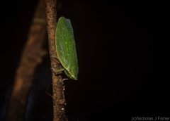 Anabunda murrayfletcheri