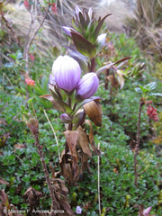 Gentianella foliosa