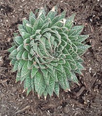 Aristaloe aristata