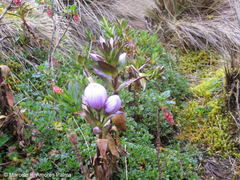 Gentianella foliosa