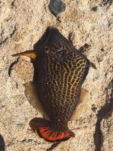 Fantail filefish (Pervagor spilosoma) — Monacanthidae — 3