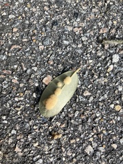 Druon quercuslanigerum