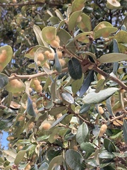 Druon quercuslanigerum