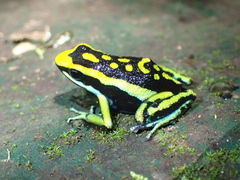 Pleasing Poison Frog photo 2