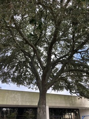 Druon quercuslanigerum