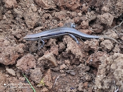 Brasiliscincus heathi