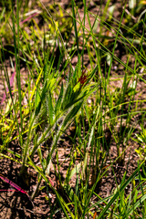 Acalypha depressinerva
