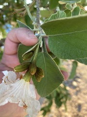 Cordia boissieri