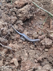 Brasiliscincus heathi