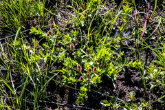 Acalypha glandulifolia