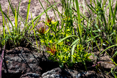 Acalypha glandulifolia