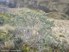 Linochilus rupestris