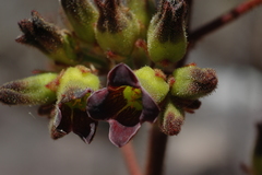 Kalanchoe tomentosa image